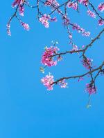 vertical image tree branches with pink flowers redbud against the blue sky on a clear day photo