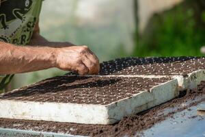 Farmer while doing germination photo