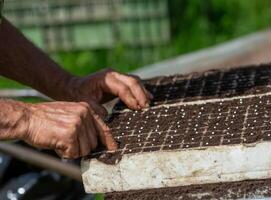 Farmer while doing germination, the fundamental process through which plants photo