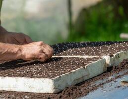 Farmer while doing the fundamental process through which plants develop. photo