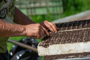 Farmer while doing germination, the fundamental through which plants develop. photo