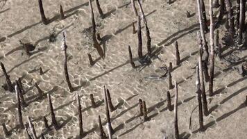 Aerial roots of mangrove tree transporting oxygen through lenticels, closeup video