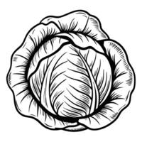 Detailed monochrome illustration of cabbage vintage botanical drawing with intricate leaf patterns vector