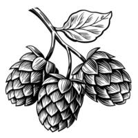 artistic black and white hops illustration detailed botanical drawing of hops plant for brewing and agriculture vector