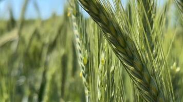 Close up of lush green wheat field, showcasing agriculture, growth, and natures bounty ideal for harvest themes video