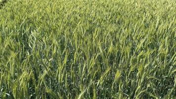 Lush green wheat field swaying gently, symbolizing growth, agriculture, and harvest season features vibrant textures video