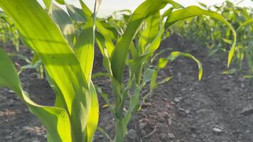 Young corn plants thrive in fertile soil, symbolizing growth, agriculture, and sustainability showcasing verdant leaves and healthy rows video