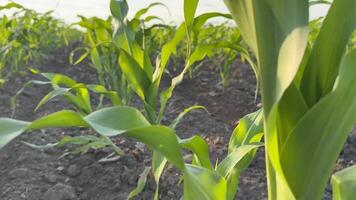 Close up of young corn plants thriving in a sunlit field, highlighting concepts of agriculture, growth, and sustainability focus on vibrant green leaves video