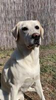 A Labrador Retriever sits attentively outdoors, showcasing its gentle demeanor and loyalty, ideal for pet themed concepts and obedience training visuals video