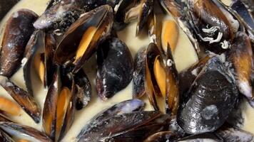 Freshly steamed mussels with open shells, showcasing seafood cuisine, coastal dining, and gourmet experiences shellfish delicacy video
