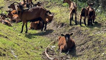 A herd of goats grazes on a grassy hillside, capturing rural life and agriculture features brown goats in a natural setting video
