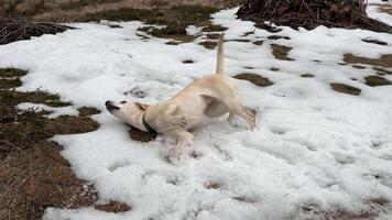 A playful dog rolls in the snow, capturing winter joy and outdoor adventure the scene evokes rustic charm and canine delight video