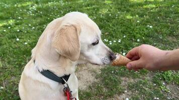 A Labrador retriever enjoys an ice cream cone in a sunny park, highlighting summer, leisure, and pet friendly activities video