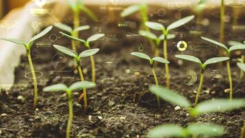 Seedlings growing with an infographic showing smart farming technology video