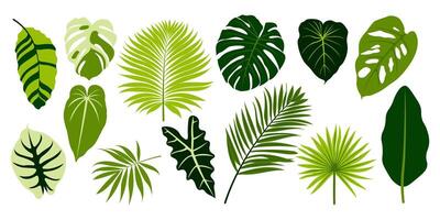 Tropical leaves set. Exotic palm leaves isolated on white background. Design elements for invitations, cards, patterns. illustration vector