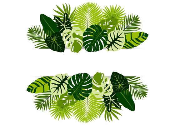 Tropical banner arranged from exotic emerald leaves. Paradise plants, greenery and palm card. Frame. illustration