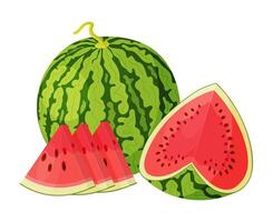 Red watermelon whole, and cut into wedges. Botanical fruit Hand drawn trendy flat style isolated icon on a transparent background. Perfect for card design, print, banner, packaging, label. vector
