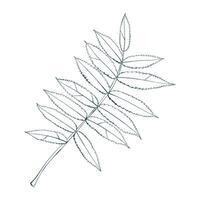 Hand-drawn rowan leaf isolated on white background. Flat line style illustration. vector