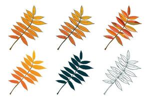Set of hand-drawn rowan branch fall colored autumn leaves isolated on white background. Flat and line styles illustration. vector