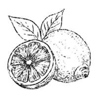 Sketch crayon summer fruit lemon illustration. Hand drawn scribble doodle dessert tropical plant, sour and seasoning. Pencil texture design element for label, package, tag. vector