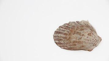 Close-up photo of a small, textured seashell with soft white and orange tones, resting on a clean white surface.
