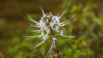 Orthosiphon aristatus or known as cats whiskers is a plant from the Lamiaceae Labiata family. photo