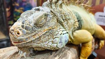 The iguanas scaly skin features a mix of green, yellow, and grey tones. photo