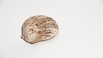Close-up photo of a small, textured seashell with soft white and orange tones, resting on a clean white surface