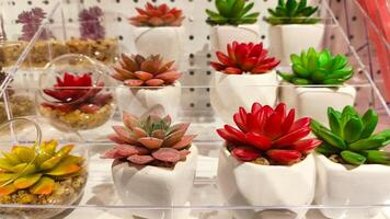 Colorful artificial succulents arranged in white ceramic pots and clear containers, displayed on a transparent shelf. photo