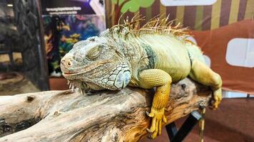A close-up of a green iguana resting peacefully on a piece of wood. photo
