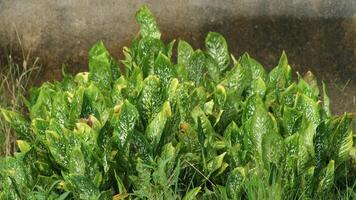 Dieffenbachia or blanceng is a popular ornamental plant planted in the yard. Its beauty comes from the shape of the crown and the color of its leaves which are green with light green or yellow spots. photo