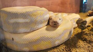 Its head rests calmly on the ground, showing no signs of aggression, photo