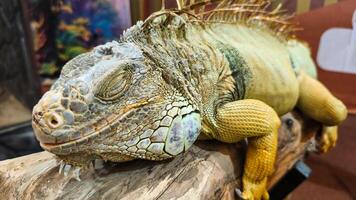 Its eyes are closed, suggesting it is relaxed or sleeping. photo