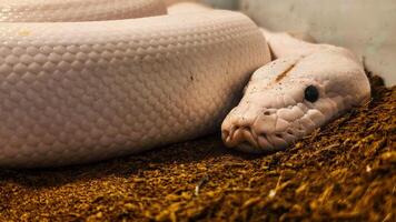 The pythons smooth, pale scales give it a striking and elegant appearance photo