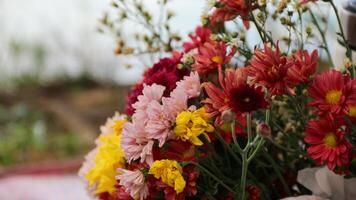 one basket of red, pink, yellow and purple daisies nature background photo