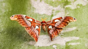 The elephant butterfly is a type of large-bodied butterfly that is widespread in tropical and subtropical Southeast Asia, photo