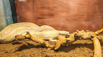 A large white Burmese python is coiled up on a bed of brown substrate photo