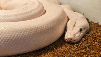 Its head rests calmly on the ground, showing no signs of aggression. photo