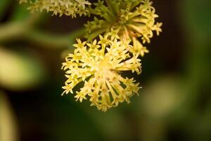 Close-up of a Cluster of Delicate Pale Yellow Flowers photo
