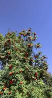deciduous rowan trees with red berries in the park at the end of summer photo