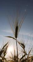 unripe rye during sunset, a field with rye before harvest is illuminated by sunlight at sunset photo