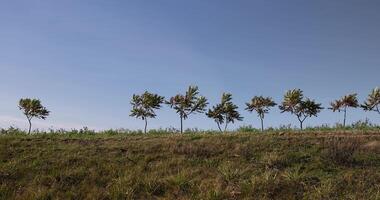 a row of sumac trees to fence the field and divide it into sections photo