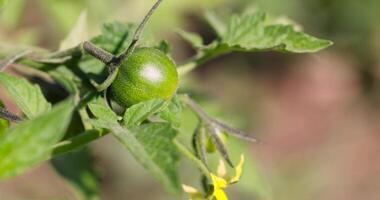 the first unripe tomatoes of green color, a field with tomato bushes photo