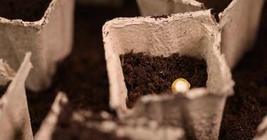 disposable paper pots made of peat with chernozem and corn seeds photo
