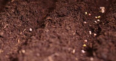 planting radish seeds in fertile soil with the addition of peat photo