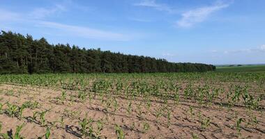 sweet corn in a field in the summer, a field with corn sprouts against a blue sky photo