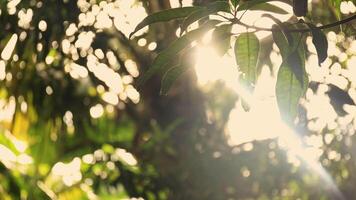 Sunlight shining through green leaves in a peaceful natural setting, creating a warm and tranquil atmosphere in the early morning or late afternoon, bokeh nature tree blur with sunlight shining video