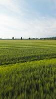 Field Of Wheat Expanding and Blooming During Spring video