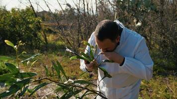 Herborist Analyzing Plants In The Nature video