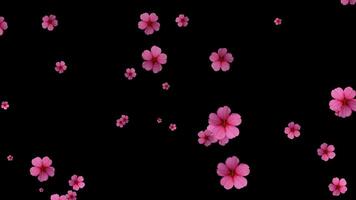 flutuando Rosa flores em Preto fundo abstrato Primavera natureza ciclo video